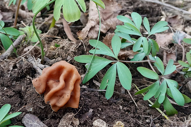 ušiak obrovský Gyromitra gigas (Krombh.) Cooke