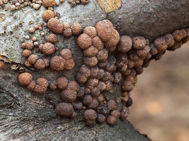 drevovček bukový Hypoxylon fragiforme (Pers.) J. Kickx f.