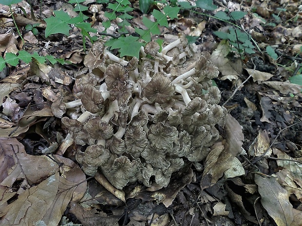 trúdnik klobúčkatý Polyporus umbellatus (Pers.) Fr.