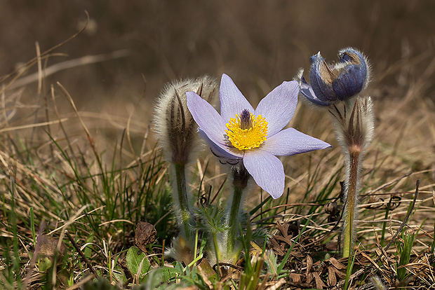 poniklec veľkokvetý Pulsatilla grandis Wender.