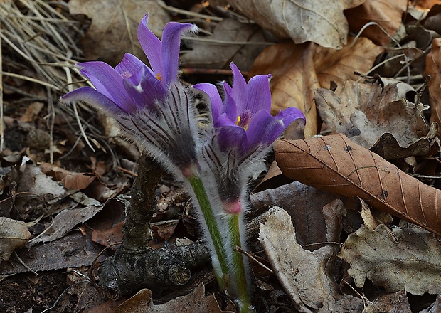 poniklec veľkokvetý Pulsatilla grandis Wender.