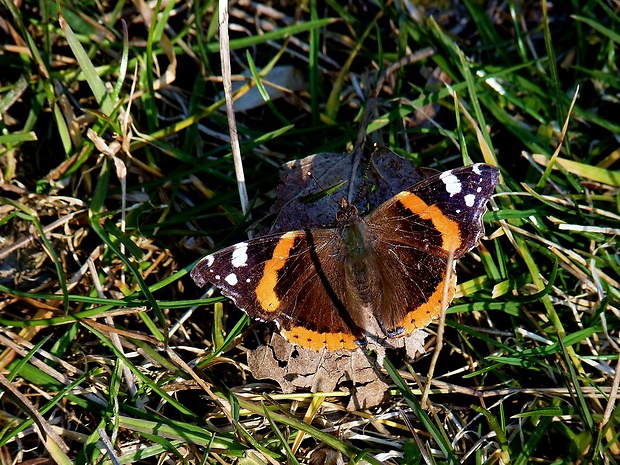 babôčka admirálska Vanessa atalanta