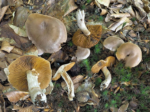 pavučinovec teľací Cortinarius bovinellus M.M. Moser