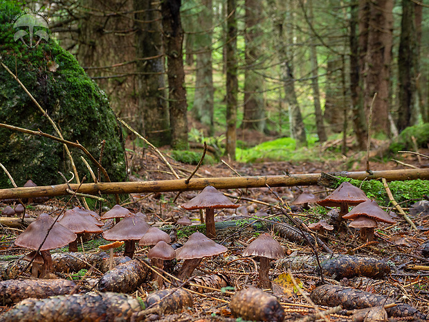 pavučinovec tmavohnedý Cortinarius brunneus (Pers.) Fr.