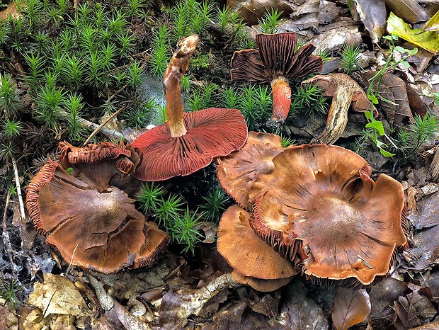 pavučinovec purpurový Cortinarius phoeniceus var. phoeniceus (Vent.) Maire