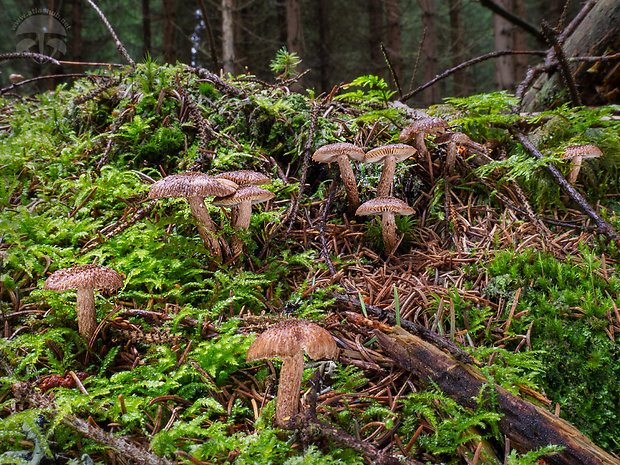 vláknica huňatá Inocybe lanuginosa (Bull.) P. Kumm.