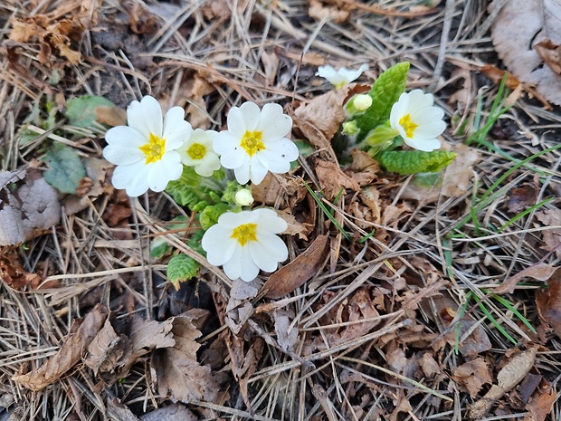 prvosienka bezbyľová Primula acaulis (L.) L.