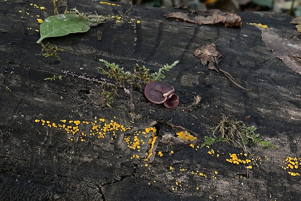 okrasník + vrtidlovka Bisporella sp. + Ascocoryne sp.