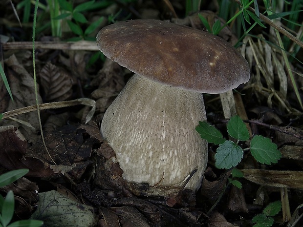 hríb dubový Boletus reticulatus Schaeff.