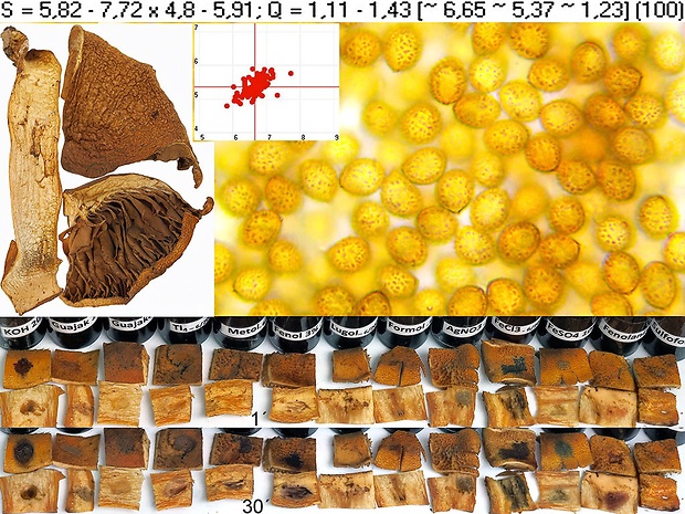 pavučinovec jemne vláknitý Cortinarius tophaceus f. subfibrosus Britzelmayr