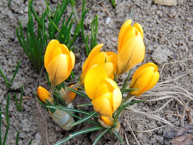 šafran Crocus sp.