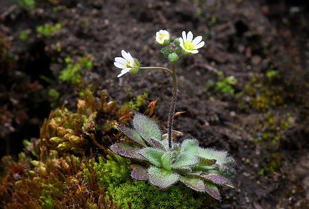 jarmilka jarná Erophila verna (L.) Chevall