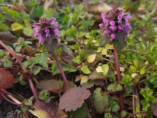 hluchavka purpurová Lamium purpureum L.