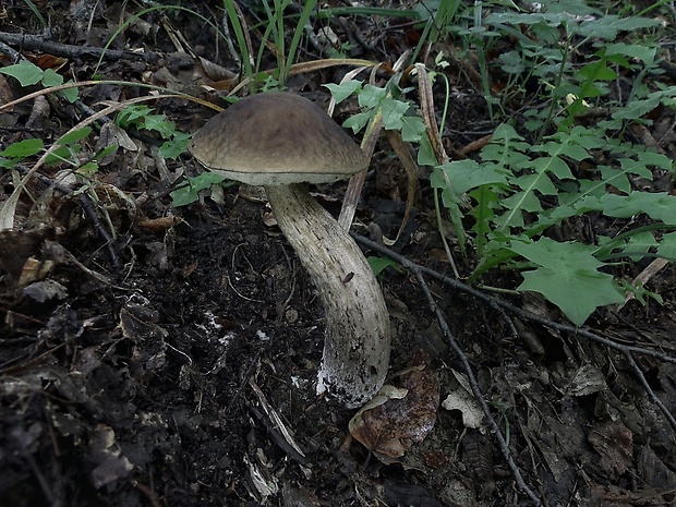 kozák hrabový Leccinum pseudoscabrum (Kallenb.) Šutara