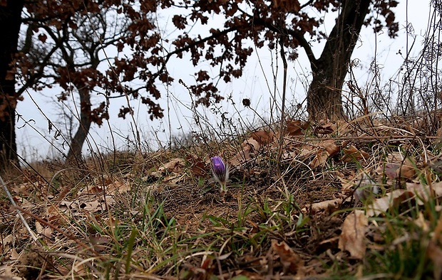 poniklec veľkokvetý - biotop Pulsatilla grandis Wender.