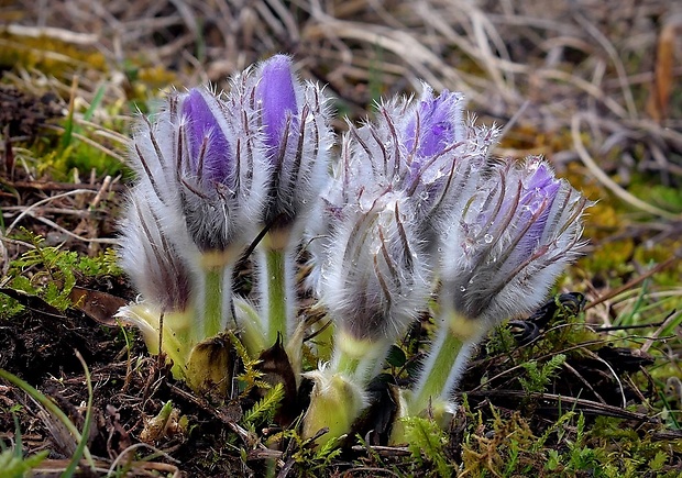 poniklec slovenský Pulsatilla slavica Reuss