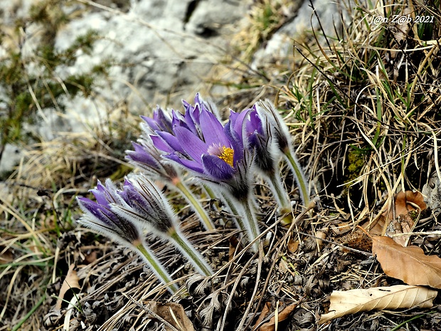 poniklec slovenský Pulsatilla slavica Reuss