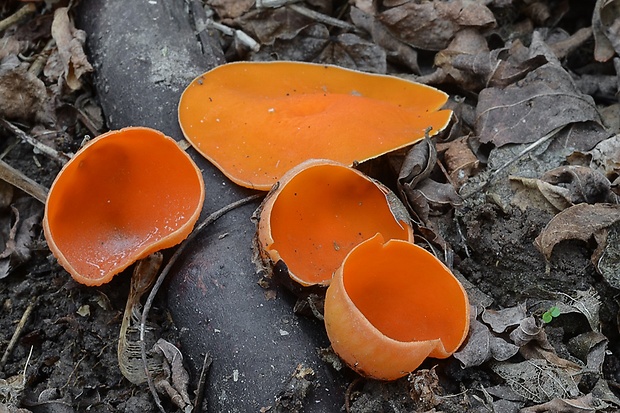 ohnivec rakúsky žltý Sarcoscypha austriaca var. lutea Ruini & Ruedl