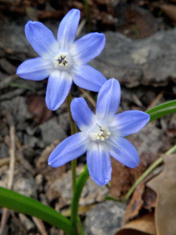 modravka žiarivá Scilla luciliae (Boiss.) Speta