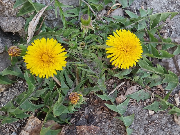 púpava lekárska Taraxacum officinale (L.) Weber ex F.H.Wigg