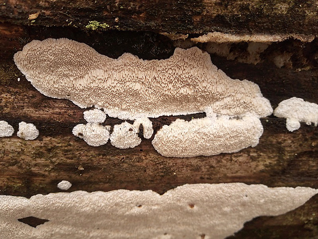 diplomitopórovec popolavý Cinereomyces lindbladii (Berk.) Jülich