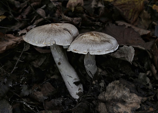 pavučinovec Cortinarius sp.