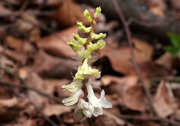 chochlačka dutá Corydalis cava (L.) Schweigg. et Körte