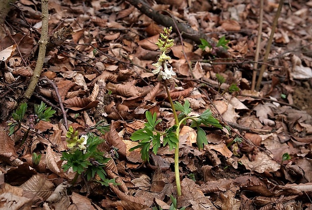 chochlačka dutá Corydalis cava (L.) Schweigg. et Körte