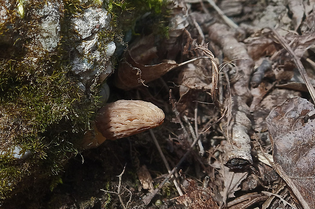 smrčok kužeľovitý Morchella conica Pers.