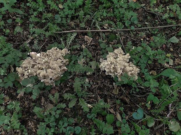 trúdnik klobúčkatý Polyporus umbellatus (Pers.) Fr.