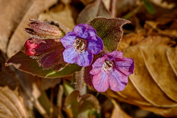 pľúcnik tmavý Pulmonaria obscura Dumort.