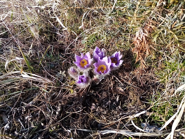 poniklec Pulsatilla sp.