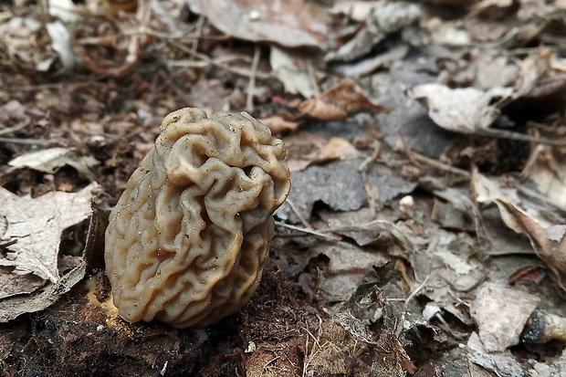 smrčkovec český Verpa bohemica (Krombh.) J. Schröt.