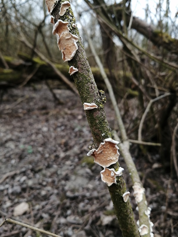 pakôrovec kožovitý Byssomerulius corium (Pers.) Ginns