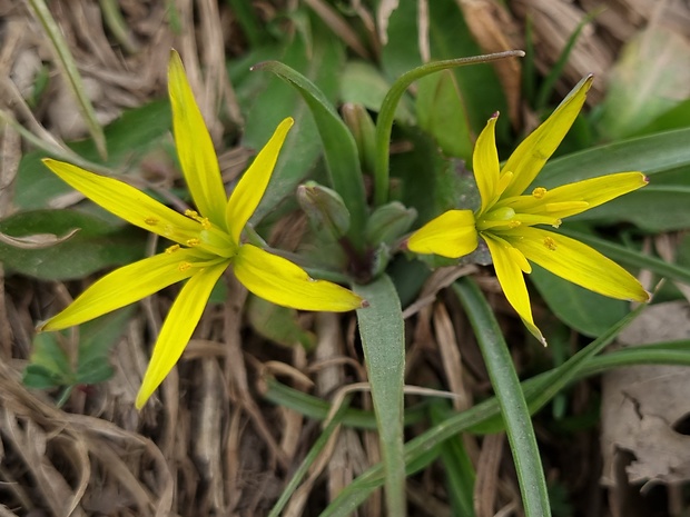 krivec žltý Gagea lutea (L.) Ker Gawl.