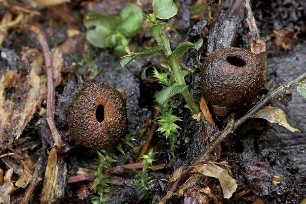 pakorienkovka čierna Plectania melastoma (Sowerby) Fuckel