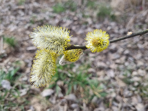 vŕba rakyta Salix caprea L.