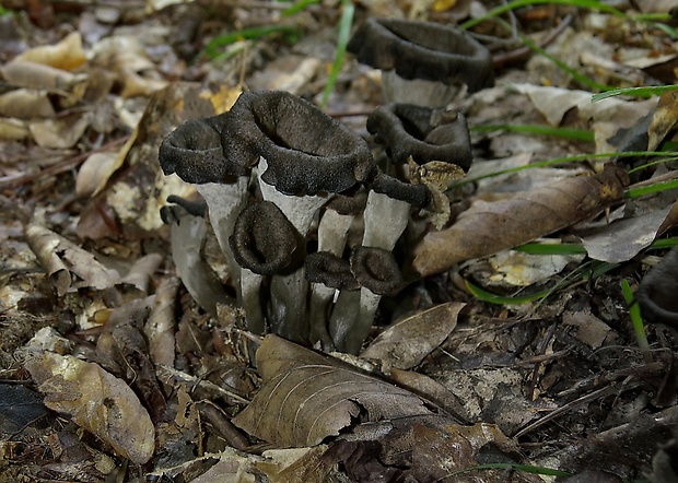 lievik trúbkovitý Craterellus cornucopioides (L.) Pers.