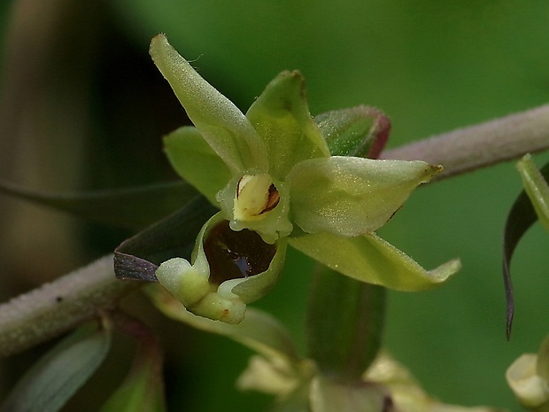 kruštík Epipactis sp.