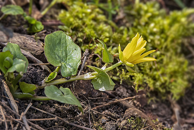 blyskáč cibuľkatý Ficaria bulbifera Holub