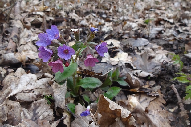 pľúcnik lekársky Pulmonaria officinalis L.