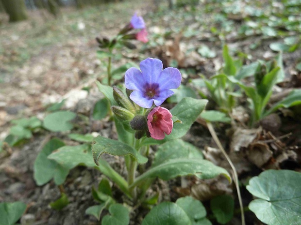 pľúcnik lekársky Pulmonaria officinalis L.