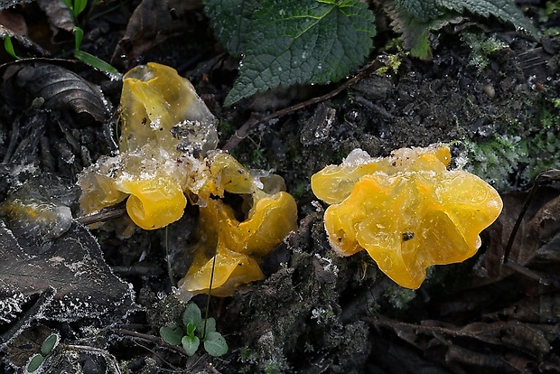 rôsolovka zlatožltá Tremella mesenterica Retz.