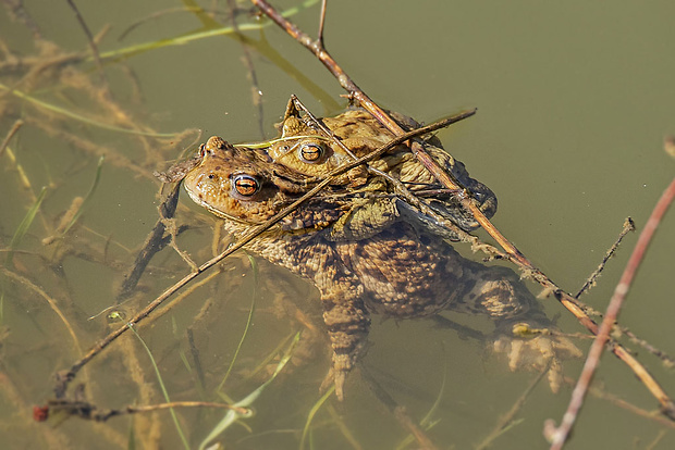 ropucha bradavičnatá  Bufo bufo