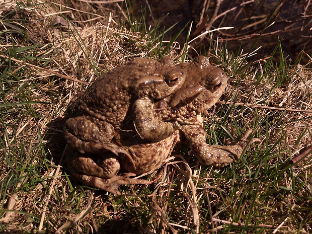 ropucha bradavičnatá - párik Bufo bufo