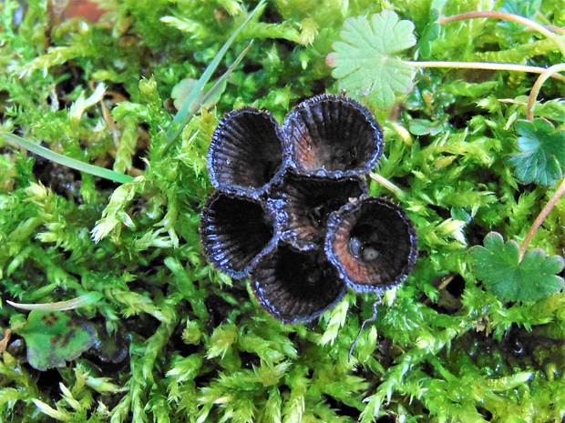 čiaškovec Cyathus sp.