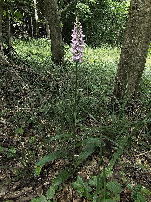 vstavačovec fuchsov pravý Dactylorhiza fuchsii subsp. fuchsii (Druce) Soó