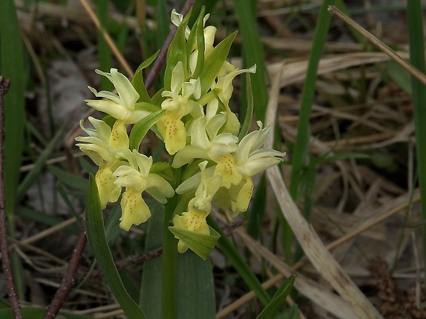 vstavačovec bazový Dactylorhiza sambucina (L.) Soó