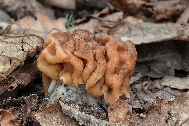 ušiak obrovský Gyromitra gigas (Krombh.) Cooke