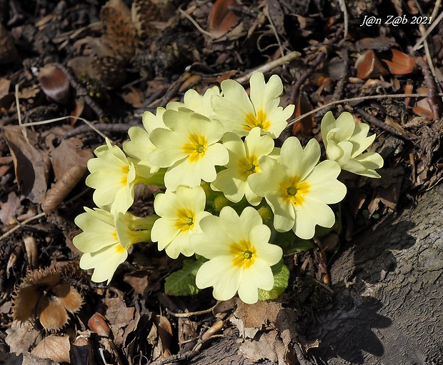 prvosienka bezbyľová Primula acaulis (L.) L.